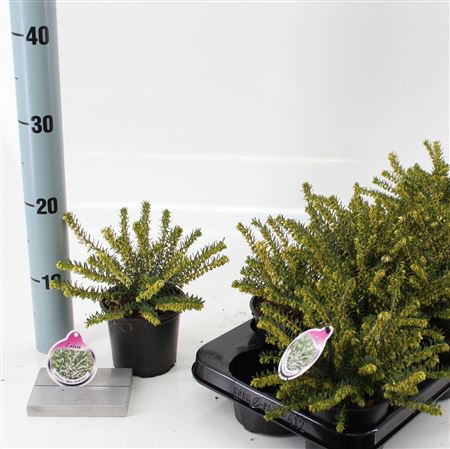 Erica Darl White Perfection