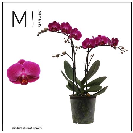 Phal 2st Morelia 22+ (orchid Growers)