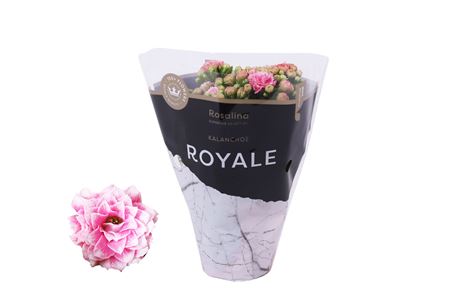 Kal Ros Royale White-pink