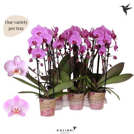 Phal 2st Welness Mut