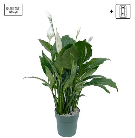 Spath Sweet Sebastiano + Watermeter