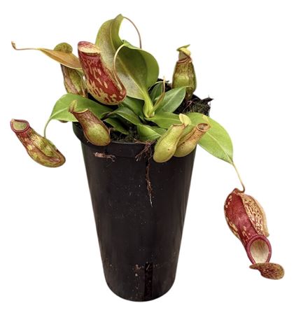 Nepenthes Monkey Jars Gaya (hoge Pot)