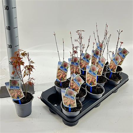 Acer Palm Royal Garnet