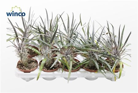 Pachypodium Geayi