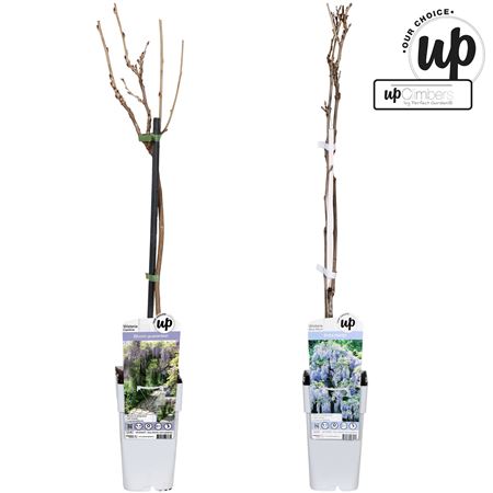 Wisteria Mix (our Choice)