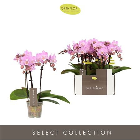 Phal 3st Pink 15+ (opti)