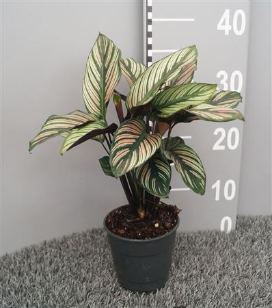 Calathea Majestica Whitestripe