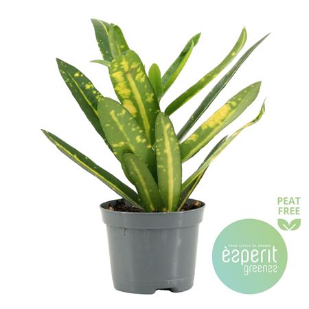Codiaeum Sunny Star