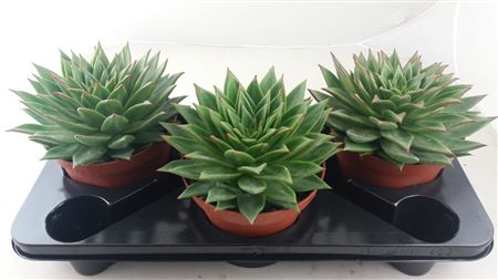 Echeveria Lip Stick