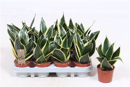 Sansevieria Golden Hahnii Black