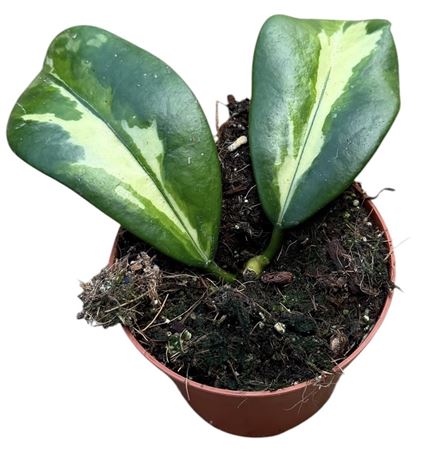 Hoya Diversifolia Maharani