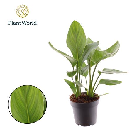 Strelitzia Reginae 12
