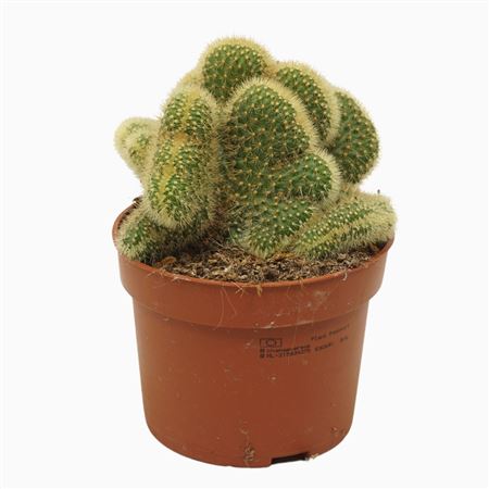 Hildewintera Aureispina `cristata` 10,5 Cm