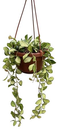 Hoya Heuschkeliana Variegata Hangpot
