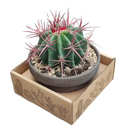 Ferocactus Stainesii In Terracotta