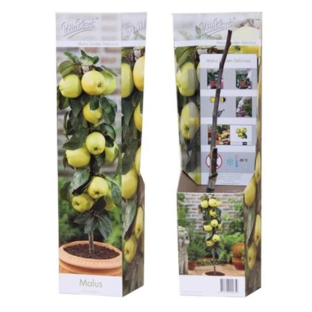 Malus Golden Delicious