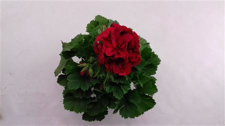 Pelargonium Grandi Franny