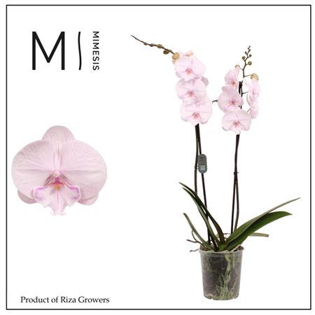 Phal 2st Ambon 16+ (mimensis)