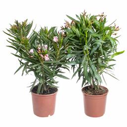 Нериум Олеандер Микс