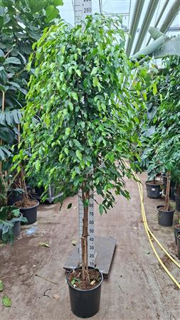 Ficus Be Exotica On Multistam