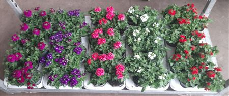 Verbena Mix
