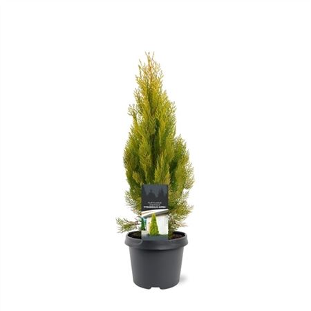 Platycladus Or Pyramidalis Aurea