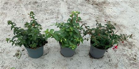 Fuchsia Mix