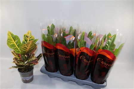 Croton Excellent 17cm In Design Hoes"sunshiners®"