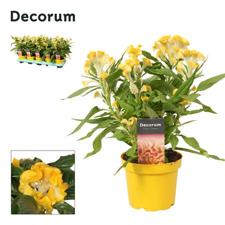 Celosia Hot Topic Yellow Label (decorum)