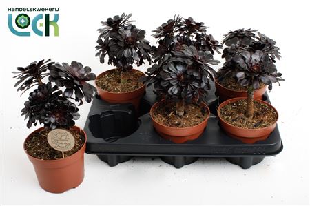 Aeonium Nigrum