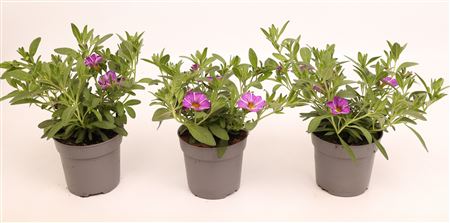 Calibrachoa Purple Star