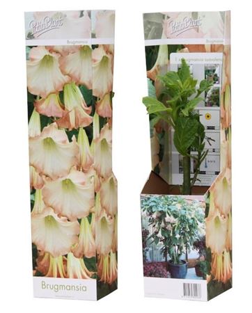 Brugmansia Pink