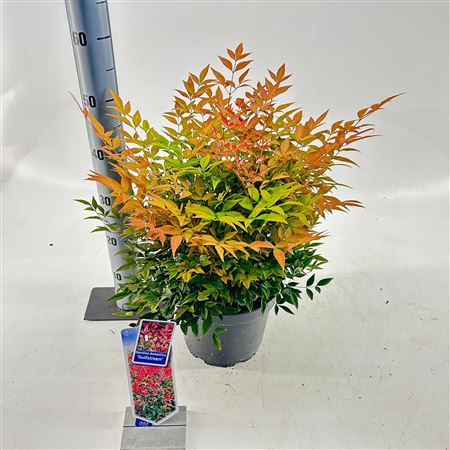 Nandina Dom Gulfstream
