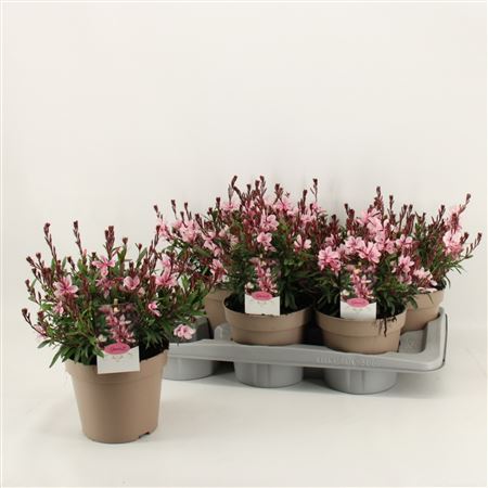 Gaura Pink