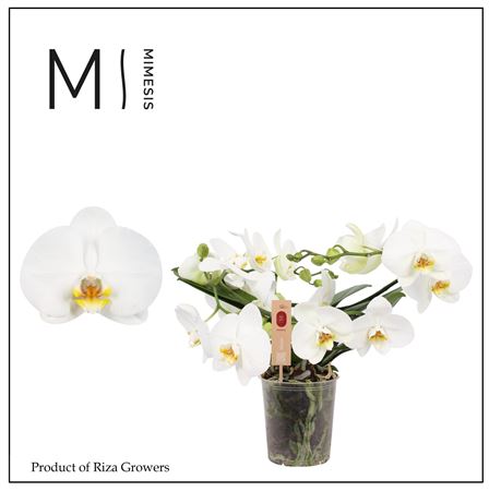 Phal Muse White 25+