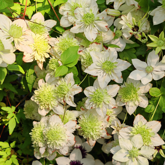 Клематис цветущий Альба Плена