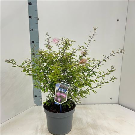 Calliandra Surinamensis Dixie Pink
