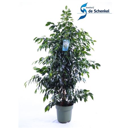 Фикус бенжамина Даниэль | Оптовая цветочная компания «Флора Групп» Фикус бенжамина Даниэль