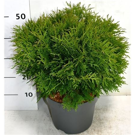 Thuja Occ Woodwardii