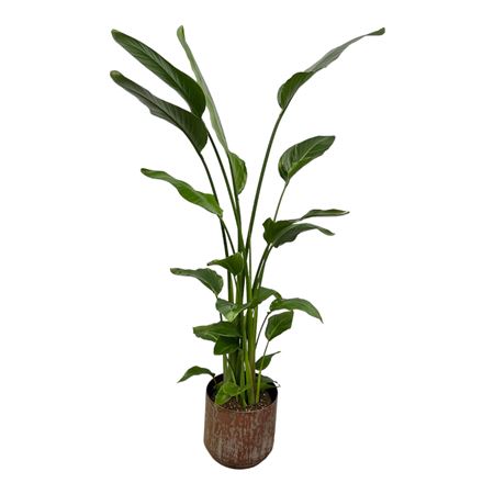 Strelitzia Nicolai 4pp In Pot Lian Copper