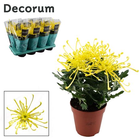 Chrys Zembla Next Fireworks Yellow 3pp (decorum)