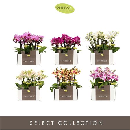 Phal 2st Colour Per Tray 10+ (opti)