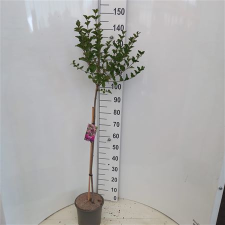 Syringa Mey Palibin On Stem