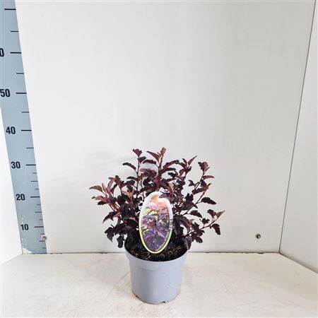 Physocarpus Op All Black