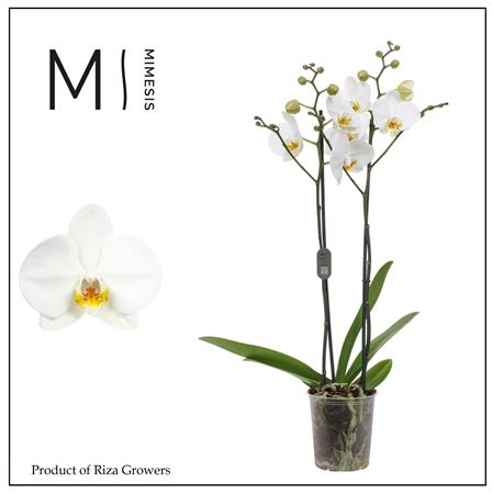 Phal 2st London 16+ (mimesis)