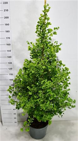 Ginkgo Bil Fastigiata Blagon