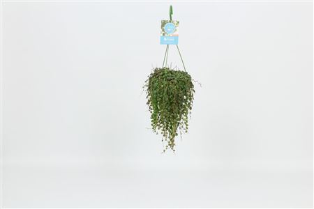Peperomia Prostrata Hangpot