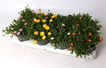 Delosperma Lido Mix