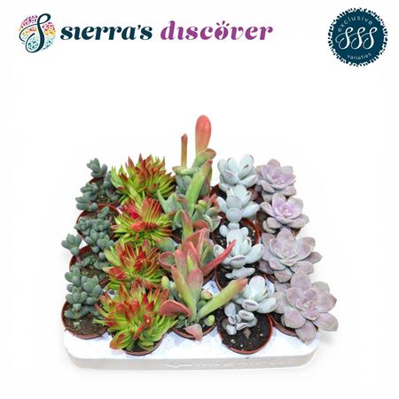 Discover® - Barcelona Succulents Mix (excl)