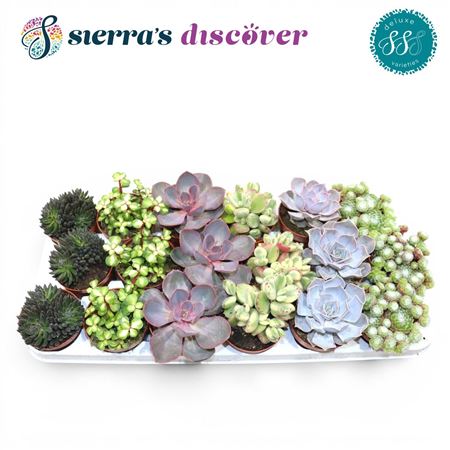 Sierra's® - Sevilla Succulents Mix (luxe)